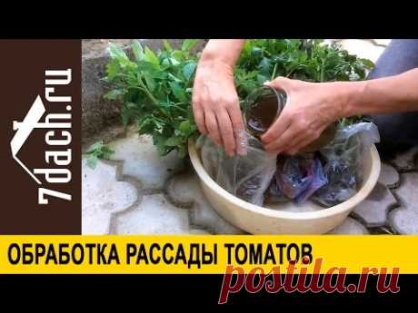 Обработка рассады томатов перед высаживанием - 7 дач