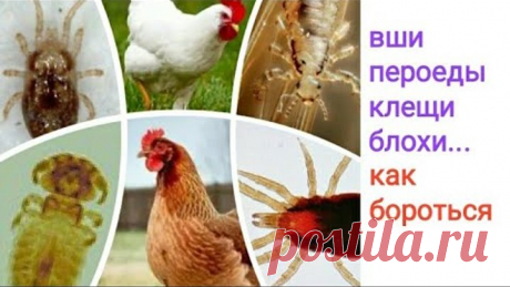 Красный куриный клещ, вши, блохи... и как с ними бороться...