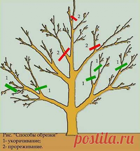 Правильная обрезка плодовых деревьев осенью. | Мое подворье
