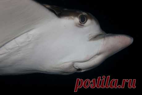 Closeup Of Platinum Alligator Gar Undersea Stock Photo | Getty Images