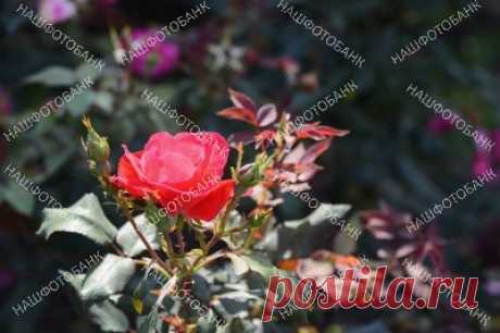 Красная роза в саду Красивая ярко красная роза цветёт в саду в солнечный летний день в парке. Садоводство, цветы в природе.