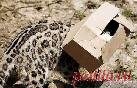 Большие котики тоже любят коробки • НОВОСТИ В ФОТОГРАФИЯХ