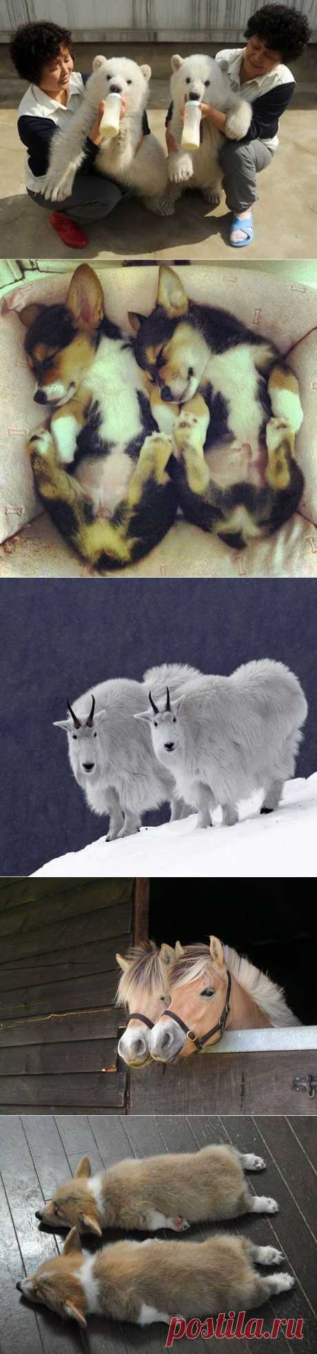 Очаровательные  животных-близнецов | Уши, лапы, хвост
