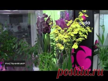 Орхидея Онцидиум / Orchid Oncidium - YouTube