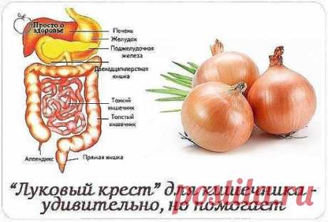 СОВЕТ 1 :
Луковый крест - удивительно, но помогает от любого дискомфорта в кишечнике хорошо помогает такое средство.
Надо очистить репчатую луковицу и разрезать ее крест-накрест, но не до самого донца, чтобы она не распалась на части. Положить ее в стакан горячего (60 град) чая, не сладкого и не обязательно крепкого. Дать настояться 5-10 минут. И пейте этот напиток сколько угодно. В стакан можно еще долить чая и еще раз настоять. Интересно, что луковица в стакане всегда по...