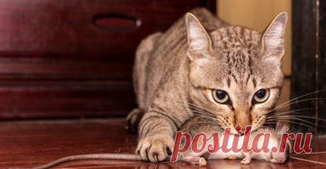 7 действий, которые совершают кошки, когда говорят СПАСИБО | Бетховен - сеть зоомагазинов | Дзен