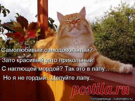 Котоматрица: Круть