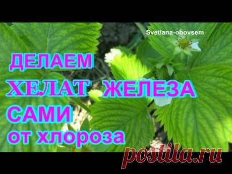 ДЕЛАЕМ САМИ  ХЕЛАТ ЖЕЛЕЗА Лечим растения от ХЛОРОЗА .WE MAKE THEMSELVES CHELATE