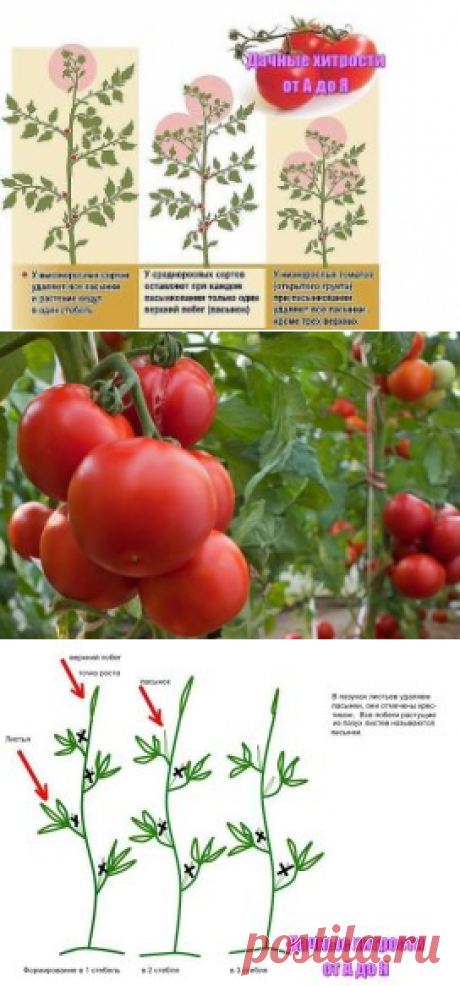 Хитрости ухода за томатами