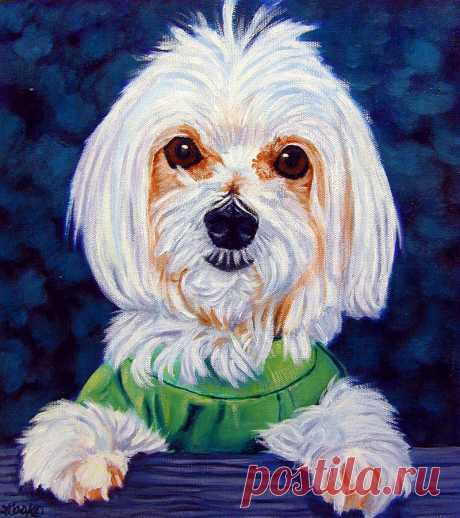 My sweater - Maltese Dog by Lyn Cook My sweater - Maltese Dog Painting by Lyn Cook