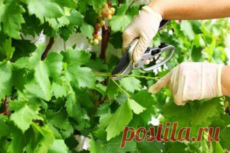 Уход за виноградом в августе: 4 самые важные процедуры | Виноград (Огород.ru)