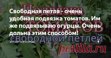 Свободная петля - очень удобная подвязка томатов. Им же подвязываю огурцы. Очень дольна этим способом!