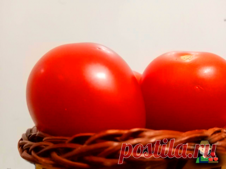 Не забудьте придумать, куда вы денете кучу ваших помидоров, после этой подкормки | Счастливый крестьянин | Яндекс Дзен
