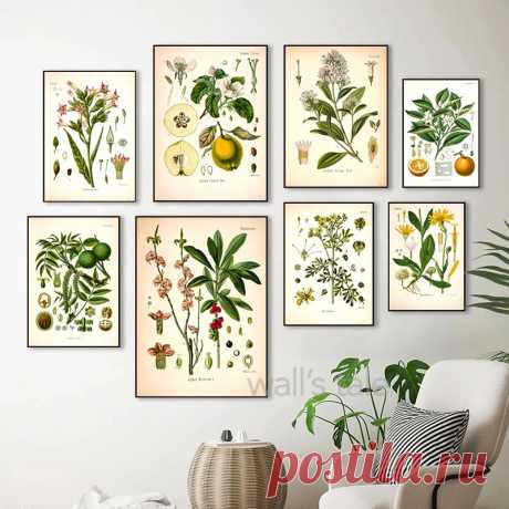 Винтажные ботанические постеры и печатные настенные картины для кухни, лекарственные растения койлера, Картина на холсте для гостиной, домашний декор | AliExpress