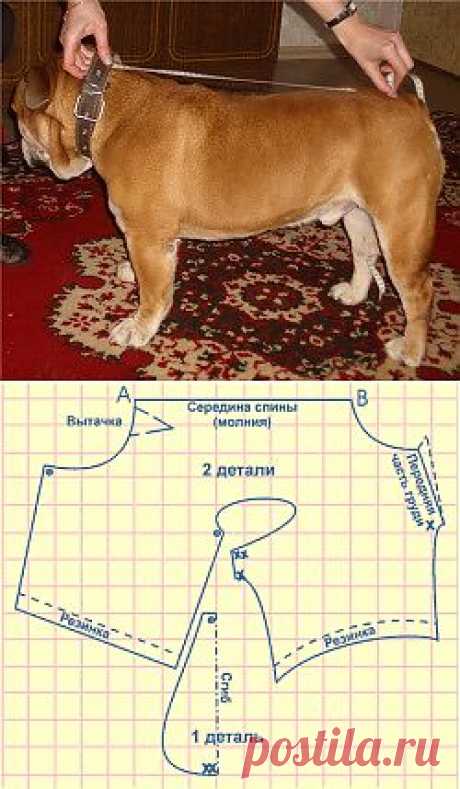 Как сшить комбинезон для собаки. Выкройка комбинезона для собак