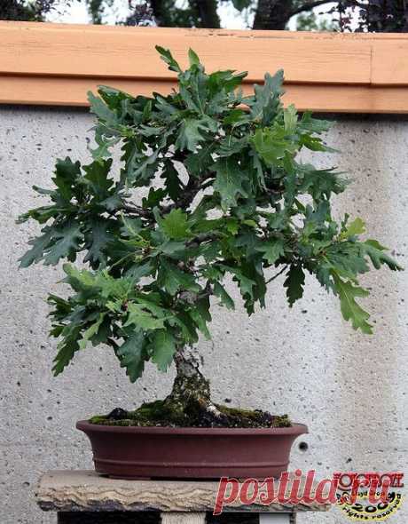 English Oak - Quercus robur Fagaceae - 45 years old  |  Pinterest