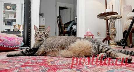 Огромный котяра попал в хорошие руки Вы обязательно должны познакомиться с Пиклс. Этот кот сейчас достигает 91 сантиметра в длину тела, а его вес 9.5 килограммов. Из-за огромных размеров Эндрю и Эмили назвали его Котозавр Рекс. Пиклс обитал в приюте Бостона, пока его не забрала счастливая семья...