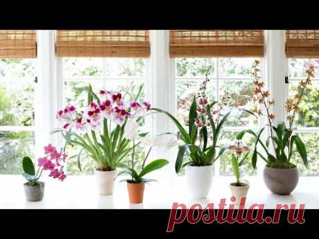 How To Grow And Repotting Orchids - Gardening Tips