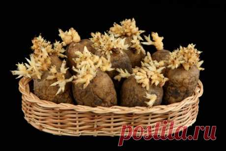Не выбрасывайте проросший картофель | Огород без хлопот