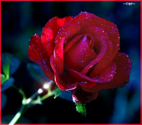 Красная роза с капельками - Цветы анимация - Анимационные блестящие картинки GIF
