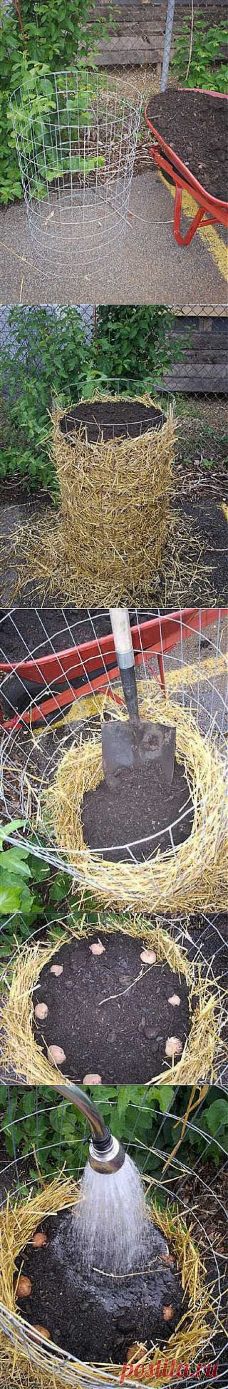 Как вырастить ведро картошки с квадратного метра. | РАССАДА | Постила