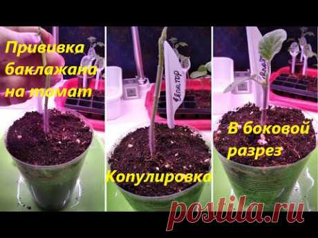 Прививка баклажана на томат в боковой разрез и копулировка_Eggplant grafting on tomato