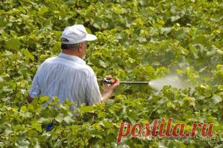 Сроки обработки виноградника весной медным купоросом