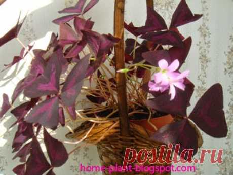 Комнатные растения для души и настроения: Цветок бабочка кислица (Oxalis): уход за цветком счастья и любви