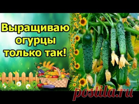 О ТАКОМ ОГУРЕЧНИКЕ Я МЕЧТАЛА! ЛУЧШИЙ СПОСОБ ВЫРАЩИВАНИЯ ОГУРЦОВ НА ШПАЛЕРЕ! ПОДВЯЗКА, ФОРМИРОВКА.