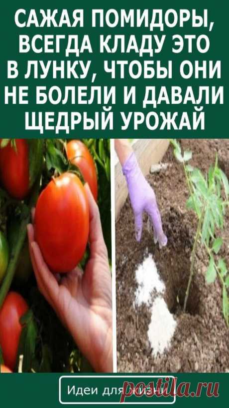 Что класть в лунку при посадке помидор, чтобы они не болели и давали хороший урожай