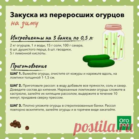 Огурцы переросли? Сохраните рецепт оригинальный закуски!