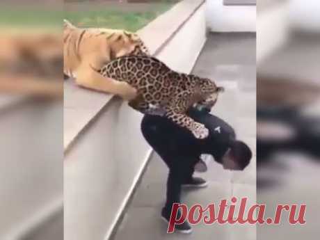 Тигр и леопард подрались за внимание смотрителя: видео
