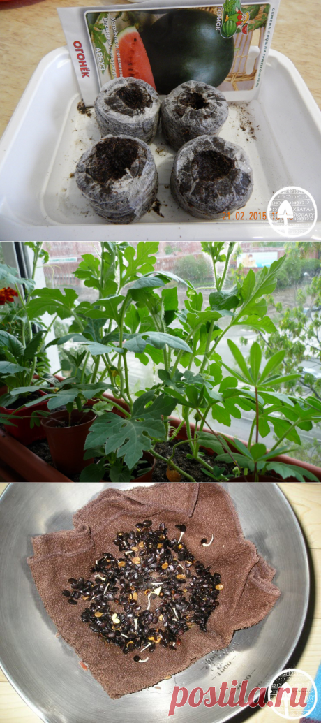 Рассада арбузов – выращивание в домашних условиях, когда сеять, как прорастить семена, проблемы + фото