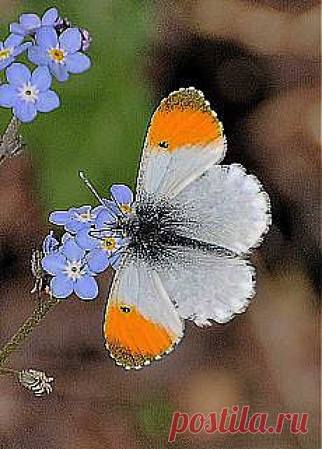 Курякова Наталья: бабочки | Постила