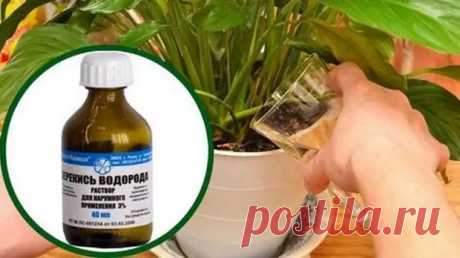 Недорогое аптечное средство с полезными свойствами для домашних растений