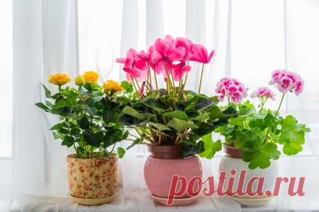 Пять лучших средств для цветения комнатных растений