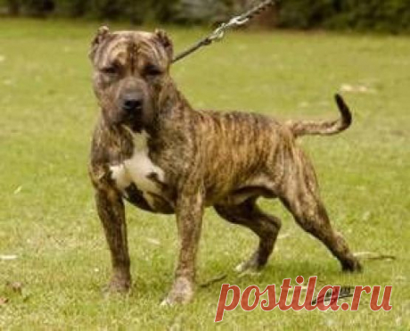 pitbull terrier perro - Поиск в Google