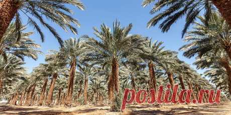 Ученые воскресили финиковые пальмы библейской эпохи