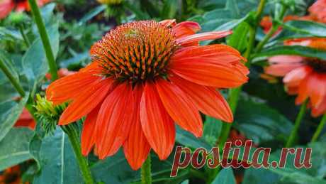 Растим цветы шаг за шагом | Эхинацея Фламенко Оранж. Маленькая Голландия у Вас в саду.