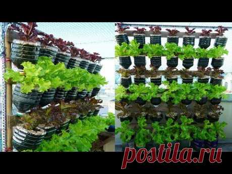 Tái chế hàng loạt chai nhựa trồng xà lách xanh và tím | Recycle plastic bottles to grow purple salad