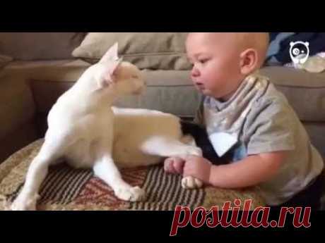 Реакция кота Лемси на малыша