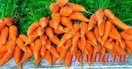 Как вырастить рекордный урожай моркови на 2,4 м² земли В нашей стране морковь занимает едва ли не первое место среди остальных овощей. Мы привыкли использовать её практически во всех блюдах. Поэтому на любом огороде дачники пытаются вырастить побольше морковки. […]