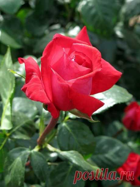 Rose Red Devil | roses