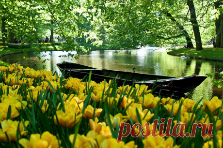 Парк цветов Кёкенкоф, Нидерланды