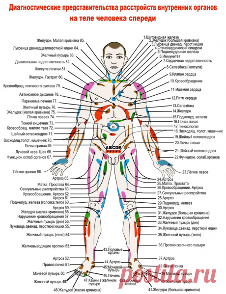 Проекционные зоны внутренних органов на теле человека - узнайте себя лучше