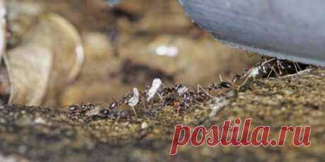 Борьба с садовыми муравьями: народные средства