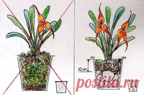 Как правильно посадить орхидею в горшок
Скажу сразу, горшок – это не самая лучшая ёмкость для выращивания орхидеи.

Почему?

Во-первых, пластиковые стаканообразные горшки предназначены для 
комнатных растений с другой корневой системой, которая растёт вглубь 
почвы.

Даже если горшок прозрачный, якобы «специальный для орхидеи», она не 
будет себя чувствовать в нём комфортно, поскольку такое положение корней
 неестественно для неё.

Вам просто будет удобнее поливать с прозр...