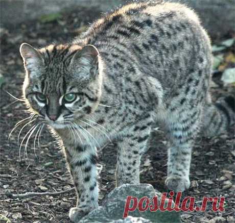 Geoffroy's Cat - Little Amazon Night Stalker | Animal Pictures and Facts | FactZoo.com