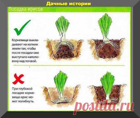 Лилейники, ирисы, хосты, верески, петунии, флоксы: важные весенние работы с самыми популярными многолетниками и однолетниками | Дачные истории | Дзен