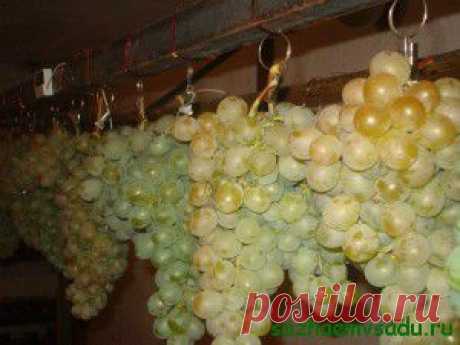 Хранение свежего винограда | Азбука садовода